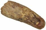 Robust Fossil Spinosaurus Tooth - Feeding Worn Tip #319014-1